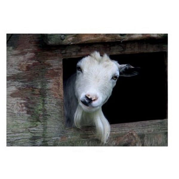 Kevin Milner Goat Countryside Greetings Card