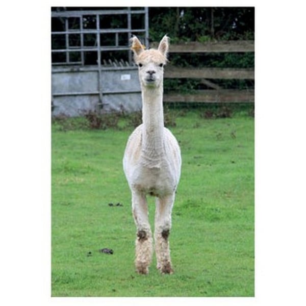 Kevin Milner Alpaca Countryside gratulationskort