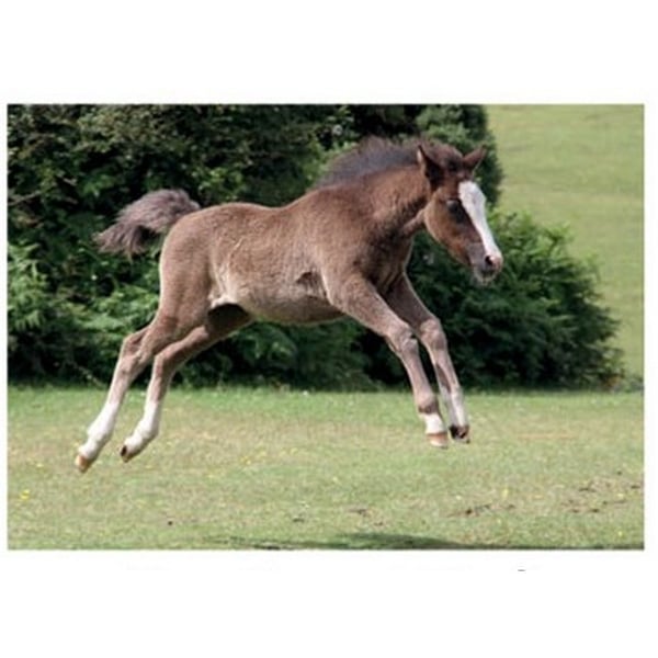 Kevin Milner New Forest Foal Countryside Greetings Card