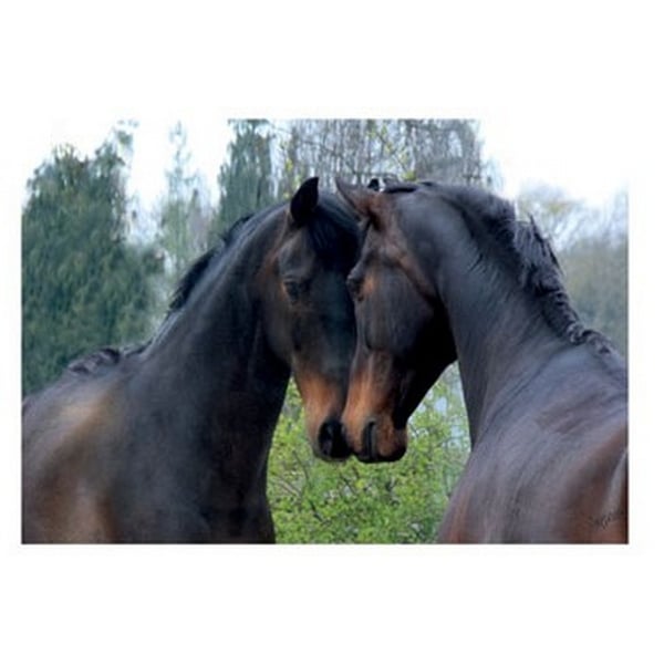 Kevin Milner Mirrored Horse Countryside Greetings Card