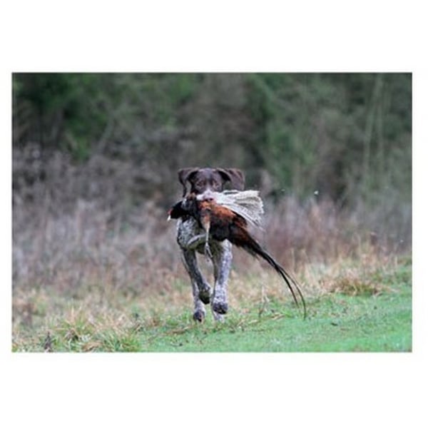 Kevin Milner Working Pointer Countryside Greetings Card