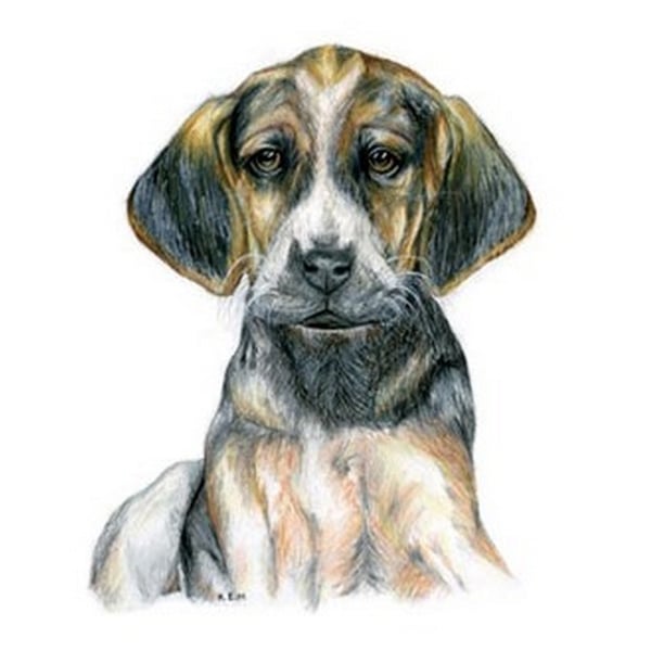 Kevin Milner Hound Puppy Art Countryside Lykønskningskort