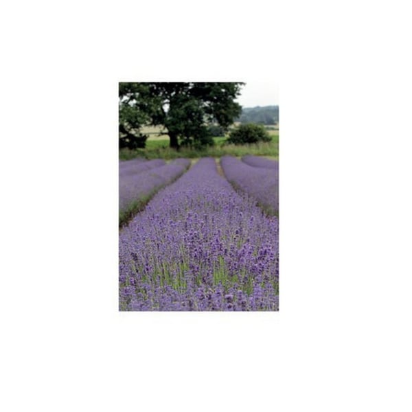 Kevin Milner Lavender Countryside Greetings Card