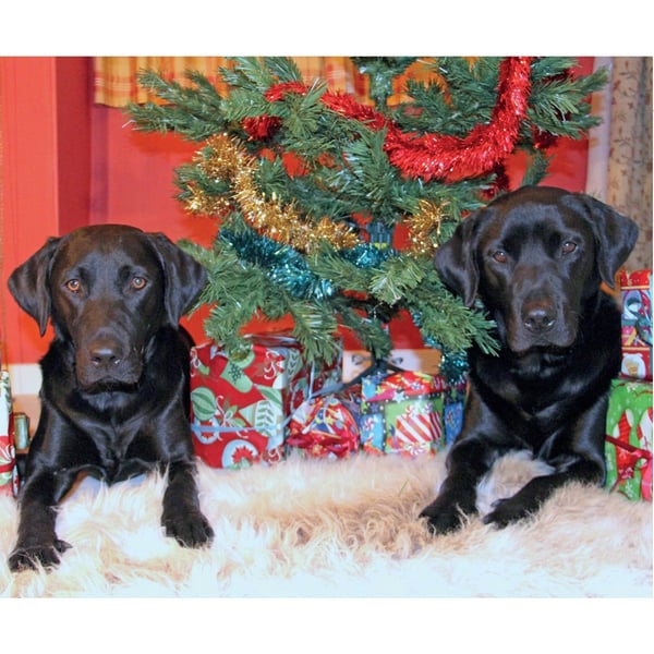 Kevin Milner Christmas In Labradorland Christmas Card