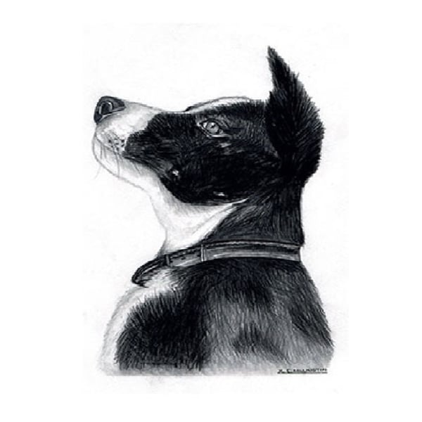 Kevin Milner Countryside Border Collie Greetings Card