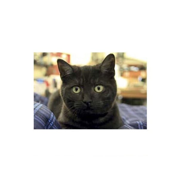 Kevin Milner Countryside Farm Cat Greetings Card