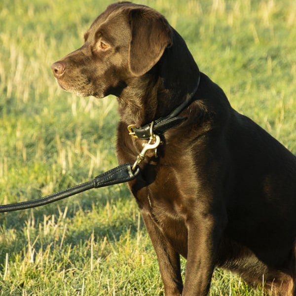Benji & Flo Superior læder halsbånd til hunde