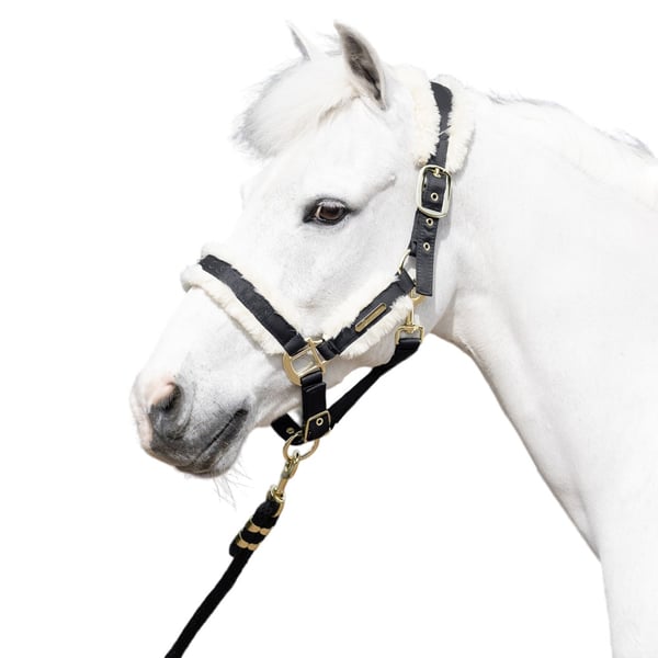 Coldstream Langlee Luxury Horse Headcollar and Leadrope