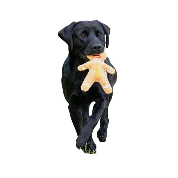 Benji & Flo Gingerbread Man Christmas Dog Toy