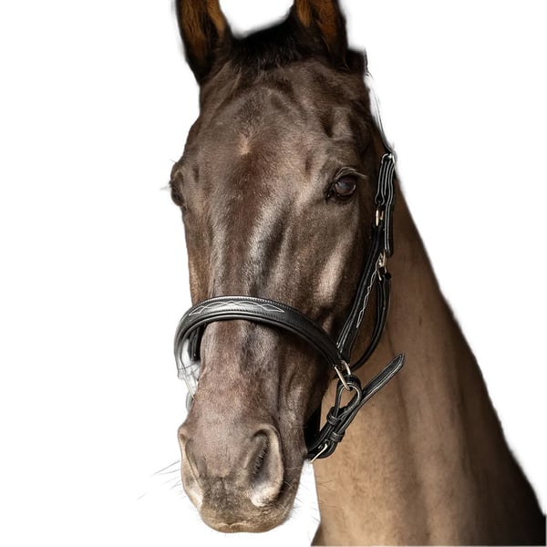 Hy ProPresicce Leather Horse Headcollar