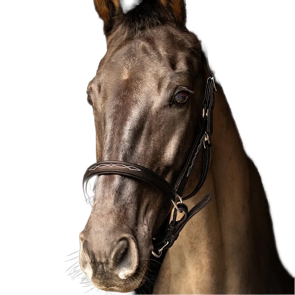 Hy ProPresicce Leather Horse Headcollar