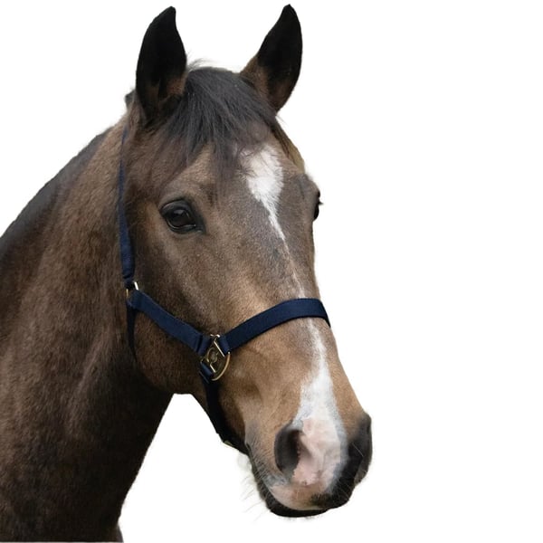 HYCONIC Horse Headcollar