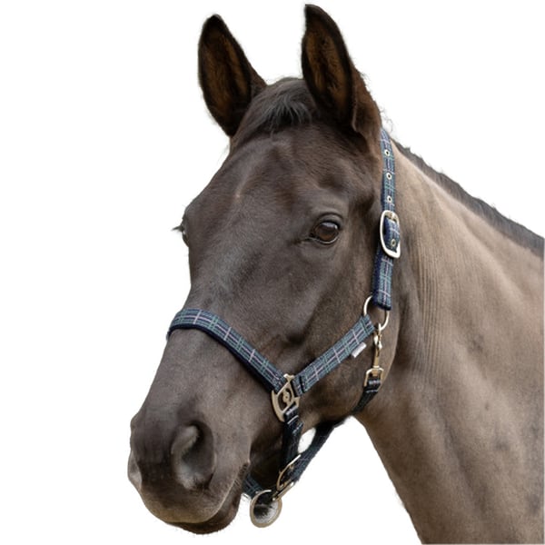 Hy Tartan Suede Horse Headcollar
