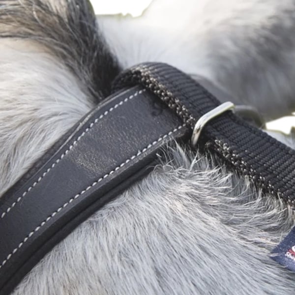 Shires Daisy Tygel