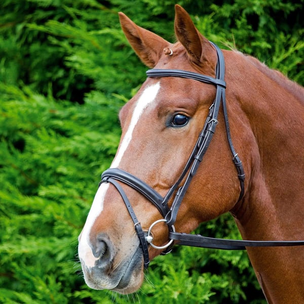 Aviemore Comfort Fit Leather Horse Bridle