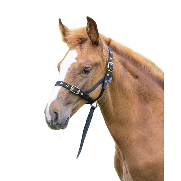 Shires fölgrimma