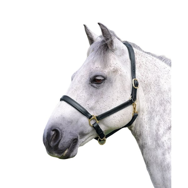 Blenheim Ragley Läder Grimma