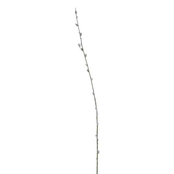 Hill Interiors Faux Pussy Willow Branch Hill Interiors Faux Pussy Willow Branch