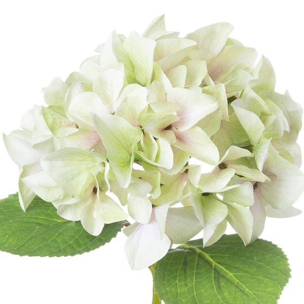 Hill Interiors Shabby Hydrangea Artificial Flower