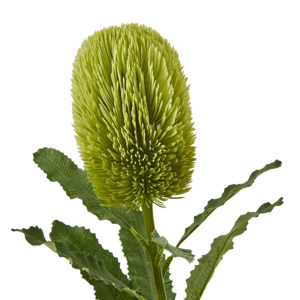 Hill Interiors Banksia Serrata Artificial Flower