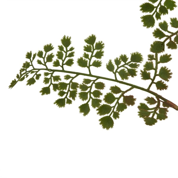 Hill Interiors The Natural Garden Collection Maidenhair Fern Artificial Flower