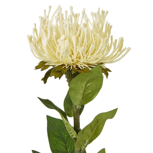 Hill Interiors Protea Lorea -keinokasvi, varsi
