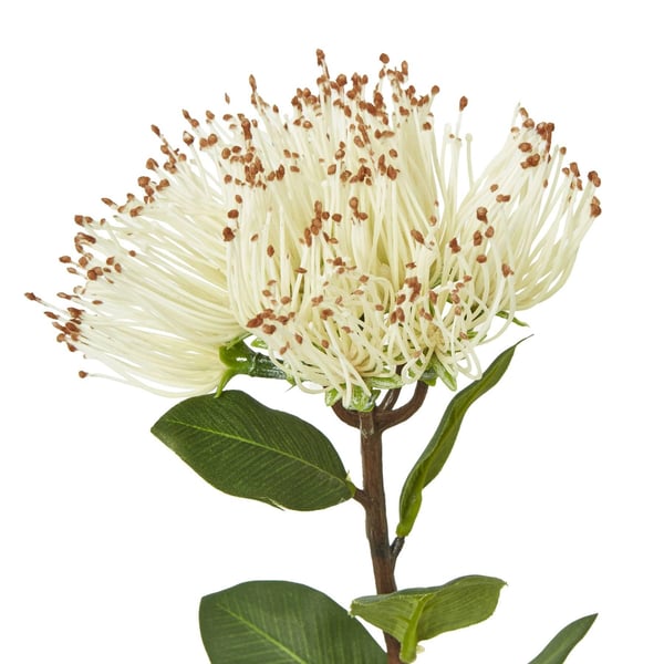 Hill Interiors Protea Nitida Stjälk Konstgjord Växt