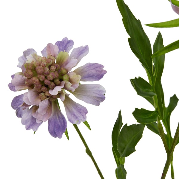 Hill Interiors The Natural Garden Collection Scabious Stem Artificial Plant