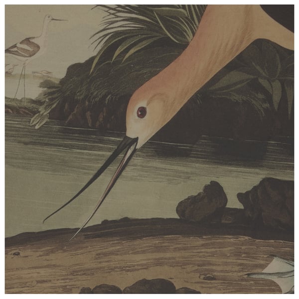 Hill Interiors Flora & Fauna Collection Avocet Linen Framed Wall Art