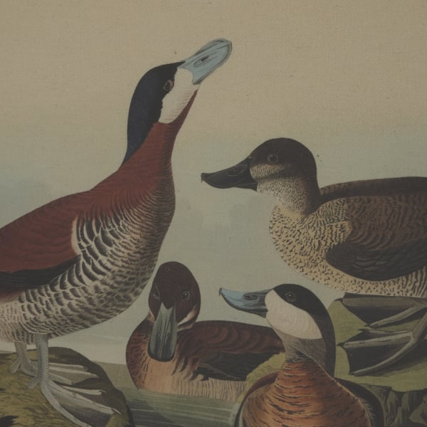 Hill Interiors Flora & Fauna Collection Ducks Beaded Linen Framed Wall Art