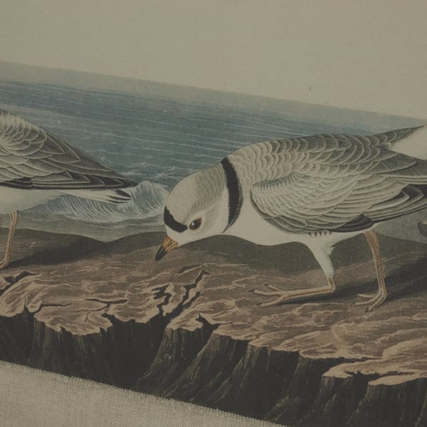 Hill Interiors Flora & Fauna Collection Plovers Beaded Linen Framed Wall Art