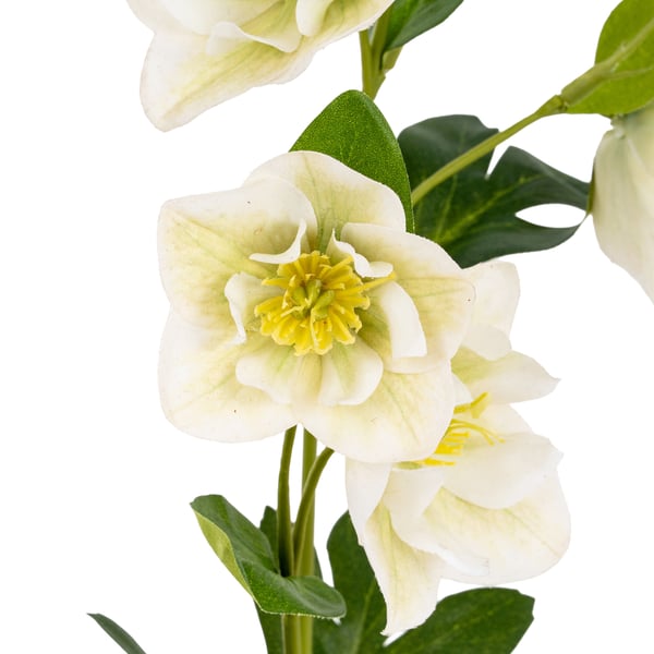 Hill Interiors Hellebore tekokukka