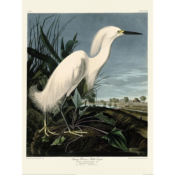 John James Audubon Snowy Heron Print
