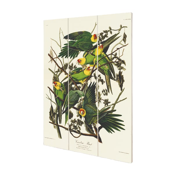 John James Audubon Trä Carolina Papegoja Tryck
