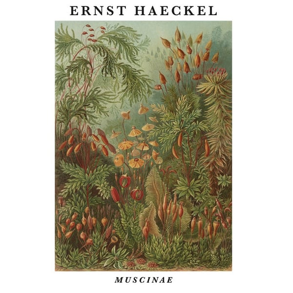 Ernst Haeckel Muscinae Print