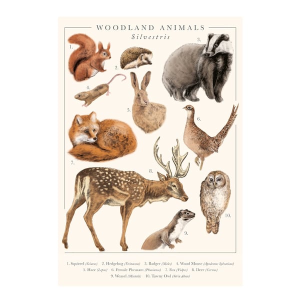 Tall Boy Prints Woodland Animals Print