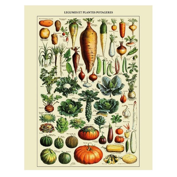 Adolphe Millot Legumes Et Plantes Potageres Print