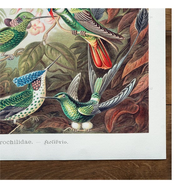 Ernst Haeckel Trochilidae-tryck