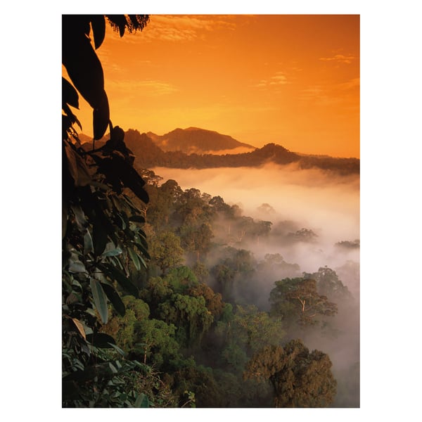 Nick Garbutt Borneo Sunrise -printti