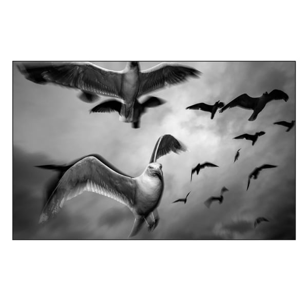 MAGNUM Paolo Pellegrin - Norway Lauvsnes Seagulls 2019 Print