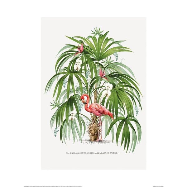 Summer Thornton Flamingo-juliste