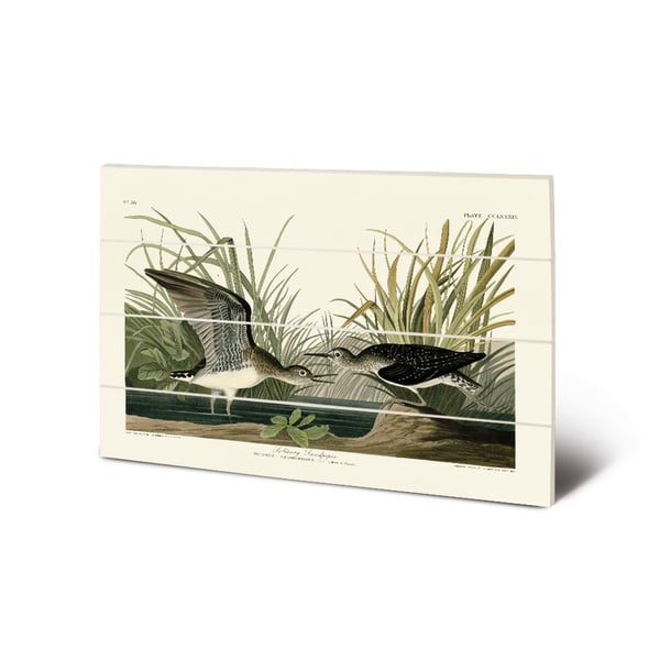 John James Audubon Solitary Sandpiper Wood Plaque