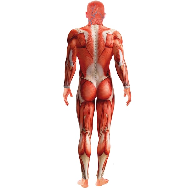 Smiffys Miesten Anatomia Miesasu