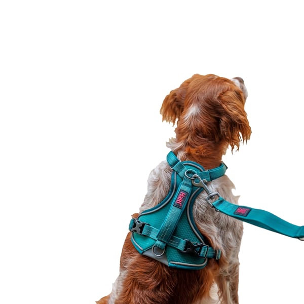 Halti Anatomy Hundsele