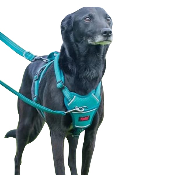 Halti Anatomy Hundsele