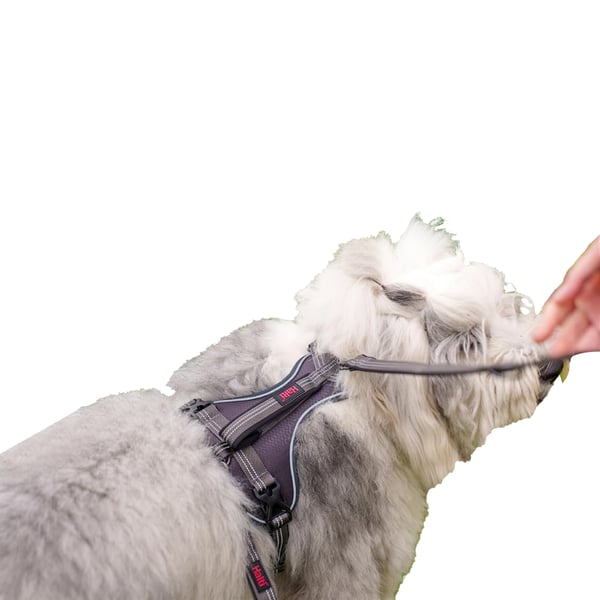 Halti Anatomy Hundsele