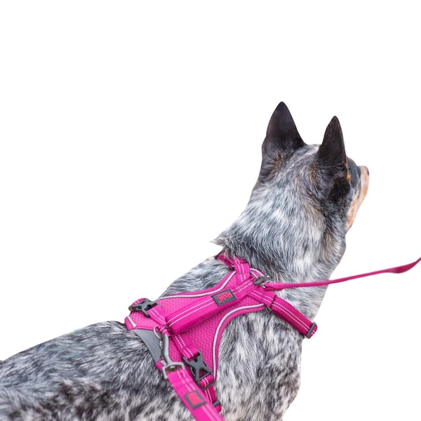 Halti Anatomy Hundsele