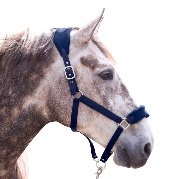 Whitaker Club Horse Headcollar and Leadrope