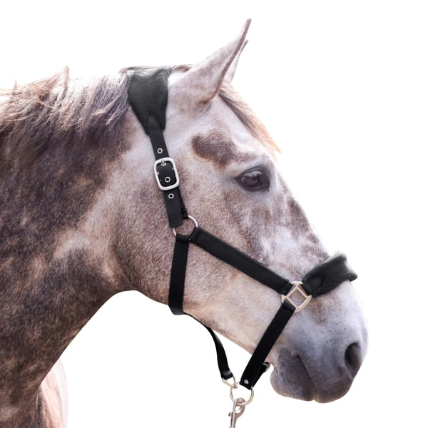 Whitaker Club Horse Headcollar and Leadrope