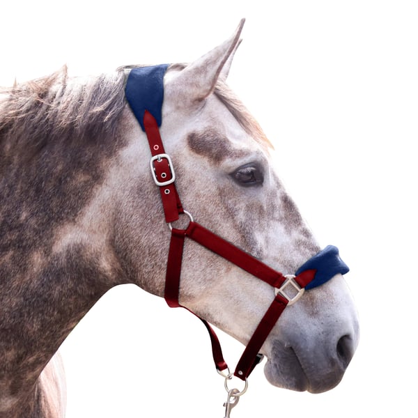 Whitaker Club Horse Headcollar and Leadrope